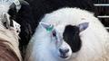 Lúðótt lamb sigraði fegurðarsýningu